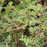 Indigofera colutea (Burm.f.) Merr.